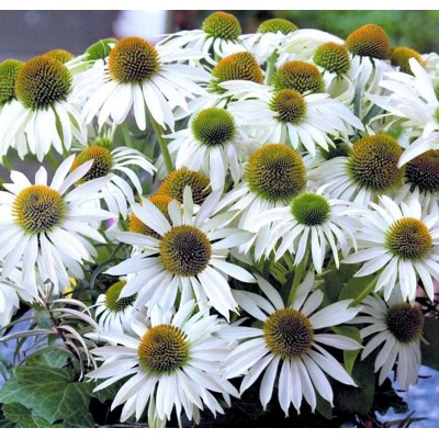 Echinacea purpurová Primadonna White (semená)