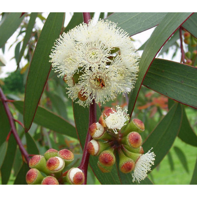 Eukalyptus pauciflora (semená)