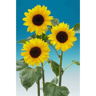 Slnečnica ročná, Muse Tosca (semená)