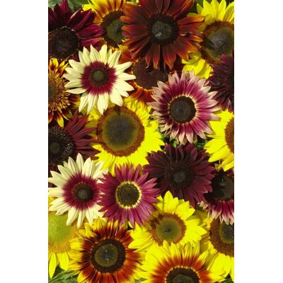 Slnečnica ročná, summertime  (semená)