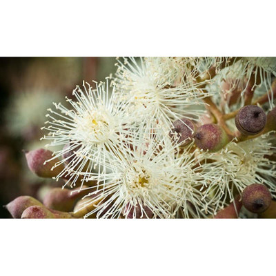 Eukalyptus citrónový (semená)
