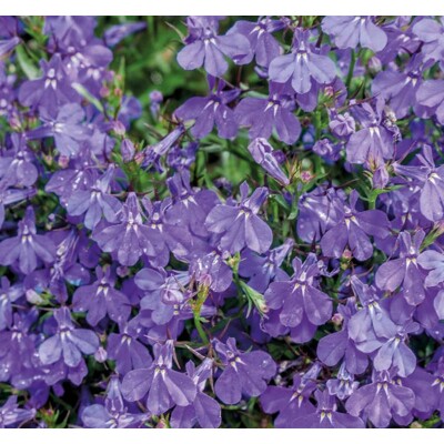 Lobelka drobná Crystal Palace (semená)