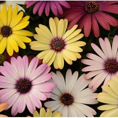 Africká sedmokráska, akila grand canyon (semená)