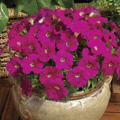 Petunia picobella, karmínová (semená)