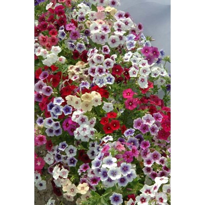 Plamienka Drummondova, grandiflora tapestry (semená)