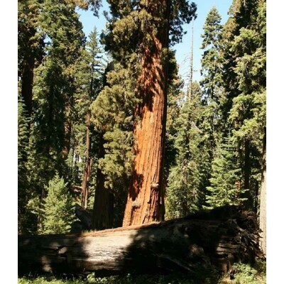 Sekvojovec mamutí  (semená)