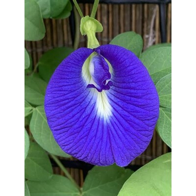 Clitoria ternatea (semená)