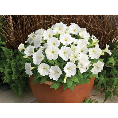 Petunia picobella cascade white (semená)
