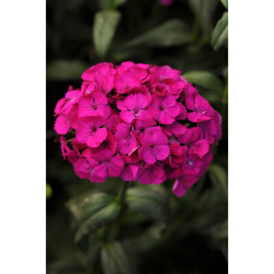 Klinček bradatý, amazon neon purple (semená)