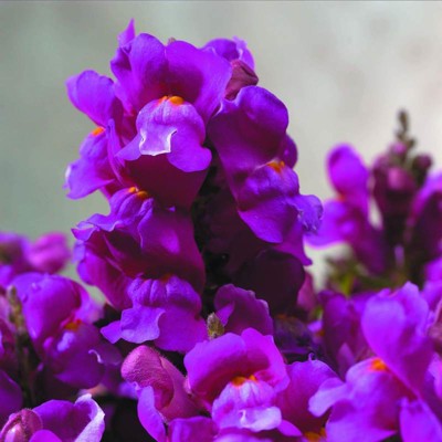 Papuľka väčšia, floral showers lilac (semená)