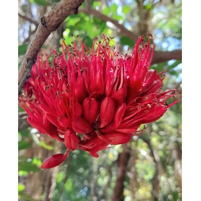 Strom opitých papagájov (semená)