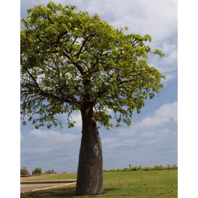 Austrálsky baobab - Adansonia gregorii (semená)