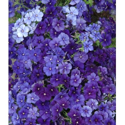 Plamienka Drummondova, Beauty Moody Blues (semená)