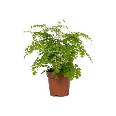 Papraď – Adiantum