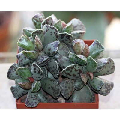 Adromischus cooperi