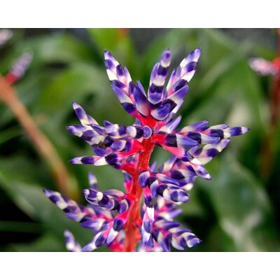 Aechmea pásikovaná