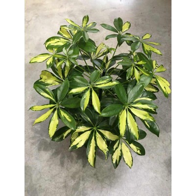 Šeflera stromovitá