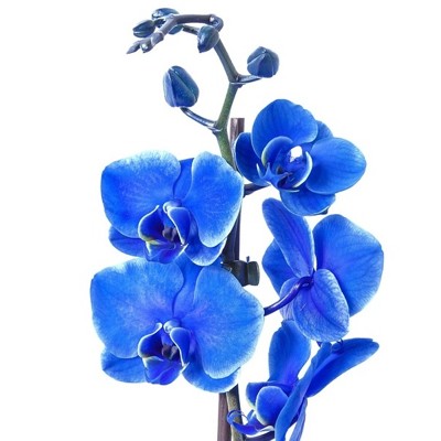 Orchidea Phalaenopsis, modrá