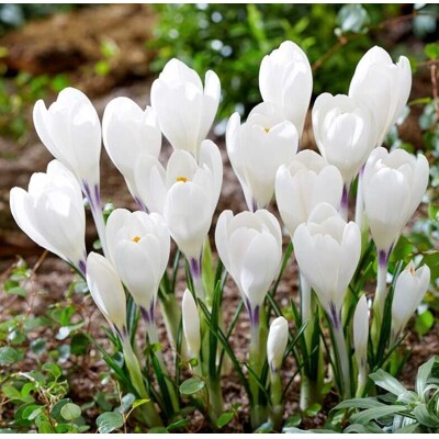 Crocus, biely