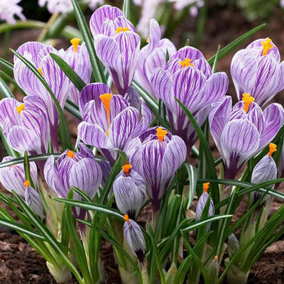 Crocus, fialový s pásikmi