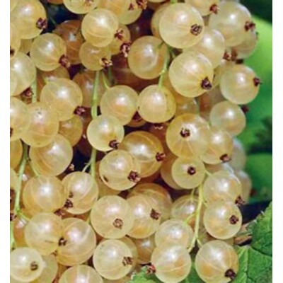 Ríbezľa stromková, biela