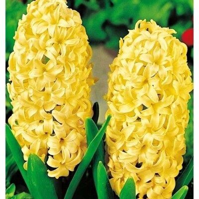 Hyacint, žltý