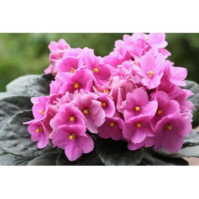 Africká fialka, ružová