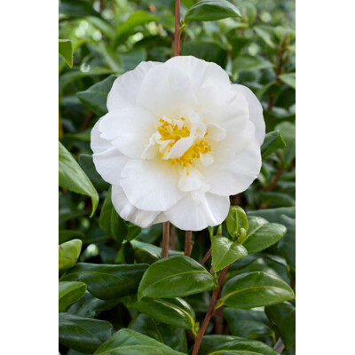 Kamélia japonská, biela