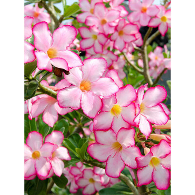 Púštna ruža Pink Star