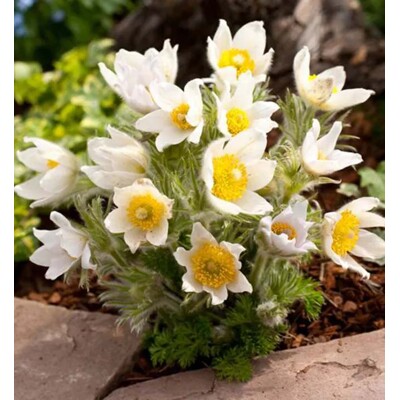 Poniklec obyčajný, biely