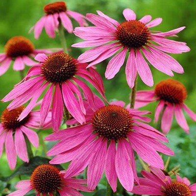 Echinacea purpurová