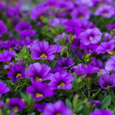 Calibrachoa - tmavomodrá