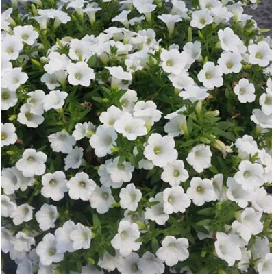 Calibrachoa - biela