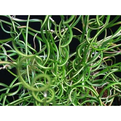 Sítina rozložitá ''Spiralis''