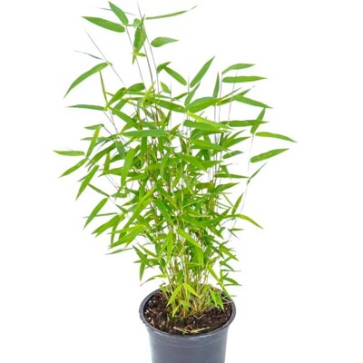 Bambus ''Červený drak''