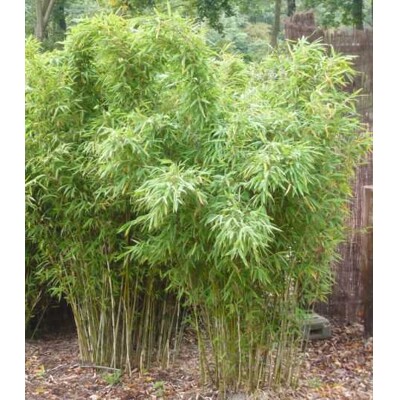 Bambus Robusta ''Formidable Wenchuan''