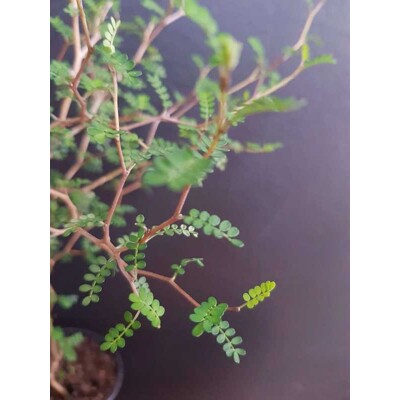 Saphora prostrata ‘Little baby’
