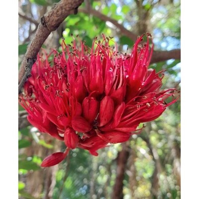 Schotia brachypetala (Strom opitých papagájov)