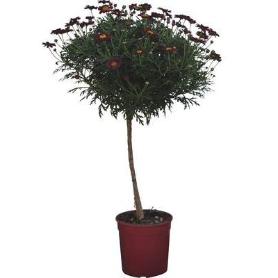 Margarétka veľkoúborová - na kmienku, červená