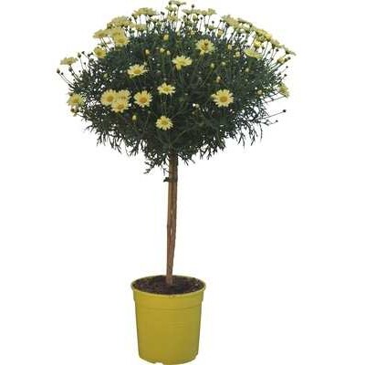 Margarétka veľkoúborová - na kmienku, žltá