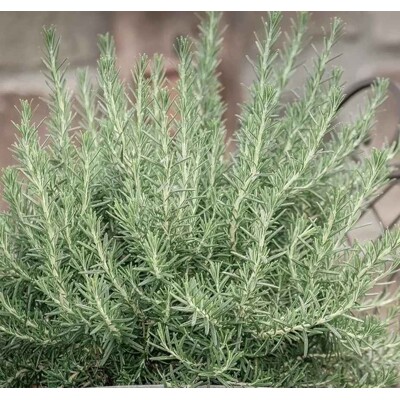 Rozmarín obyčajný