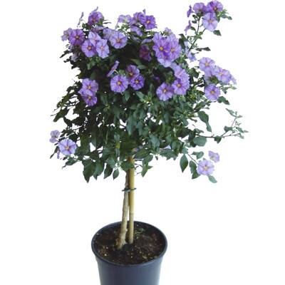 Enciánový stromček - na kmienku