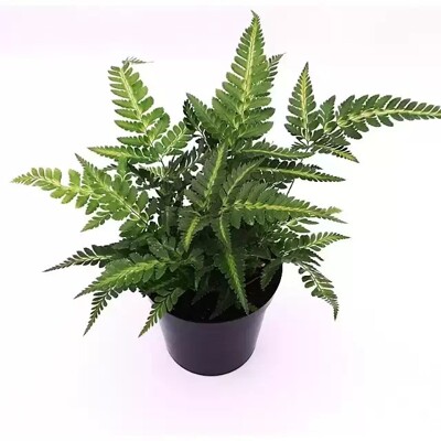 Arachniodes aristata &#039;Variegata&#039;