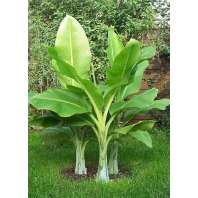 Banánovník snehový (semená)