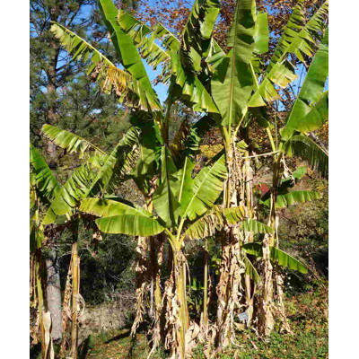 Banánovník sikkimský ‘Manipur Massive’ (semená)