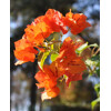 Bougainvillea, oranžová