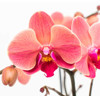 Orchidea Phalaenopsis, ružová