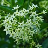 Cestrum nocturnum - Nočný jazmín (semená)