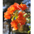 Bougainvillea, oranžová
