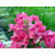 Bougainvillea, ružová